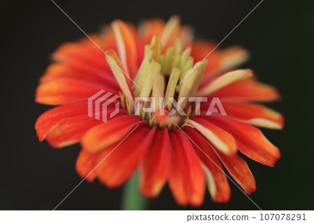 Zinnia 0123 107078291