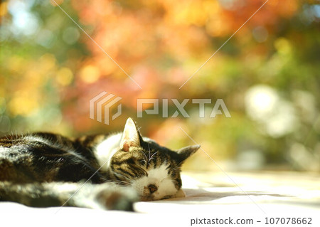 A pheasant cat slumbering against the background of autumn leaves 107078662