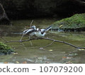 Young birds of Simaenaga 107079200