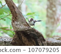 Young birds of Simaenaga 107079205