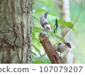 Young birds of Simaenaga 107079207