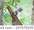 Young birds of Simaenaga 107079209