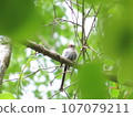 Young birds of Simaenaga 107079211