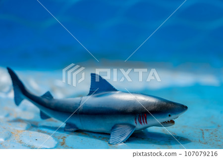 Great white shark plastic toy in an empty swimming pool 107079216
