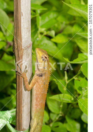 yellow chameleon on dry bamboo yellow chameleon on dry bamboo 107079301
