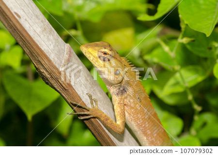 yellow chameleon on dry bamboo yellow chameleon on dry bamboo 107079302