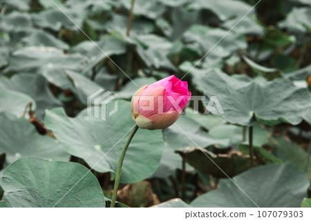 Pink lotus flowers, large flowers, oval buds. pink slender tip Pink lotus flowers, large flowers, oval buds. pink slender tip 107079303