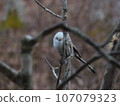I saw the long-tailed moth 107079323