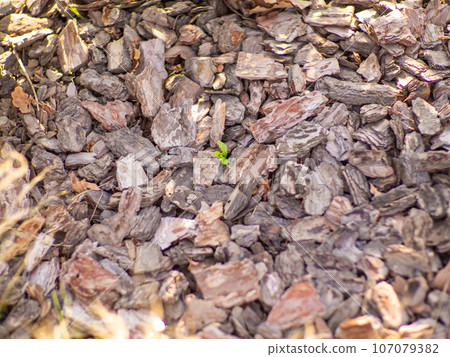 Texture of a pine bark mulch used for horticulture for preventing weed growth 107079382