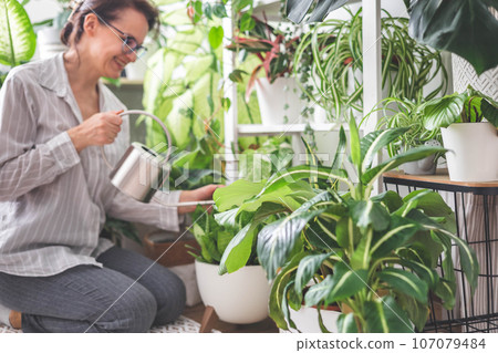 A young woman enjoys caring for flowers. Watering indoor plants and admiring them. A young woman enjoys caring for flowers. Watering indoor plants and admiring them. 107079484