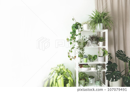 Houseplant domestic jungle garden organization fresh natural plant pots variegated monstera at room. Copy space. 107079491