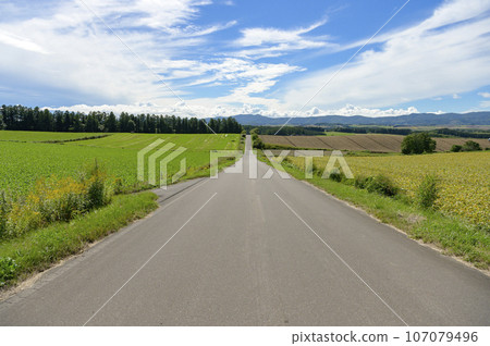 北海道美瑛的筆直道路 107079496