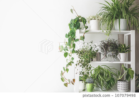 Houseplant domestic jungle garden organization fresh natural plant pots variegated monstera at room. Copy space. 107079498