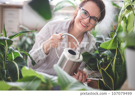A young woman is watering and caring for a houseplant Banana and sansiveria. A young woman is watering and caring for a houseplant Banana and sansiveria. 107079499