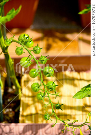陽光明媚的一天。花盆裡的櫻桃西紅柿。可愛的西紅柿，剛剛成熟的果實。 107079758