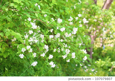 Baikutsugi花 107079807