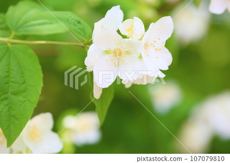 Baikutsugi flower Baikutsugi flower 107079810