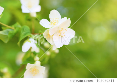 Baikutsugi flower 107079811