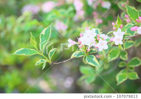 Rosewood flower 107079813