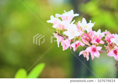 Rosewood flower 107079814