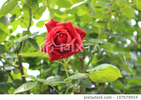 red rose red rose red rose red rose 107079934