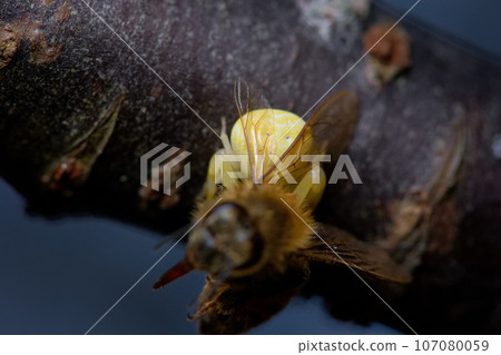 三突花蛛捕食蜜蜂 107080059