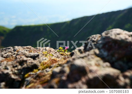 A small Japanese aquarium blooming on the summit of Mt. Korea 107080183
