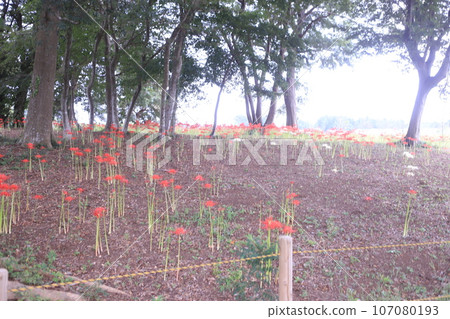 Red Higanbana, Tomita Satoniwa Koen 107080193