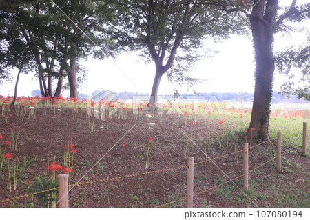 Red Higanbana, Tomita Satoniwa Koen 107080194