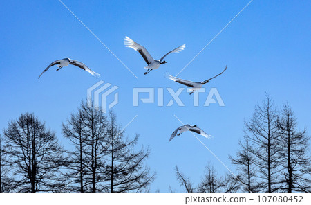一隻鶴在藍天飛翔 一隻鶴在藍天飛翔 107080452