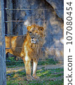 dignified male lion 107080454