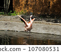 Flamingos fluttering by the water 107080531