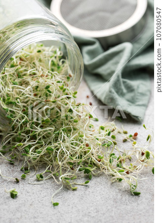 Microgreens grown in a jar. Microgreens grown in a jar. 107080547