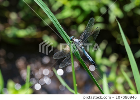 一隻蜻蜓棲息在稻田水道中生長的稻葉上。 107080946