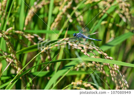 蜻蜓棲息在下垂的稻穗上 107080949