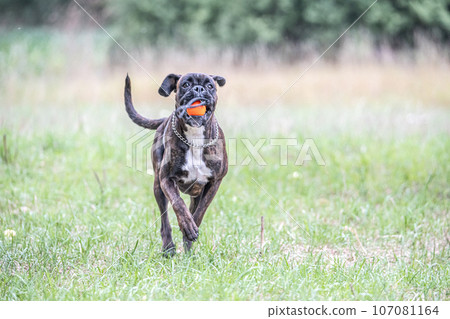 Boxer dog runs on green grass summer lawn outdoor park walking funny cute short haired boxer dog breed Boxer dog runs on green grass summer lawn outdoor park walking funny cute short haired boxer dog breed 107081164