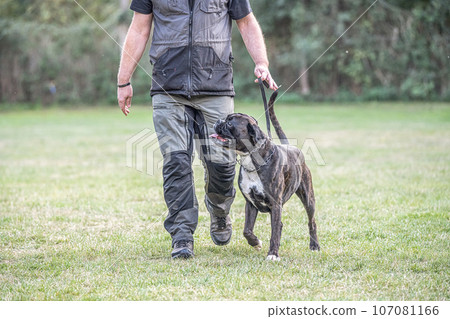 boxer dog Training near his owner legs during the dog obedience course 107081166