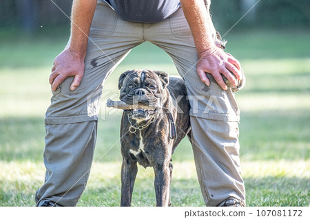 boxer dog Training near his owner legs during the dog obedience course 107081172