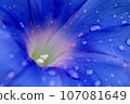 Morning 107081649