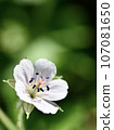 Geranium thunbergii 107081650