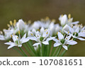 Chinese chive 107081651