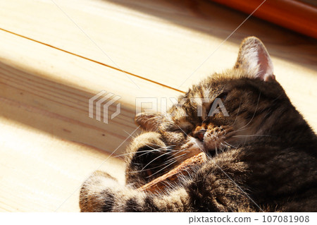 美國短毛貓棕色虎斑貓擁抱馬塔比 美國短毛貓棕色虎斑貓擁抱馬塔比 107081908