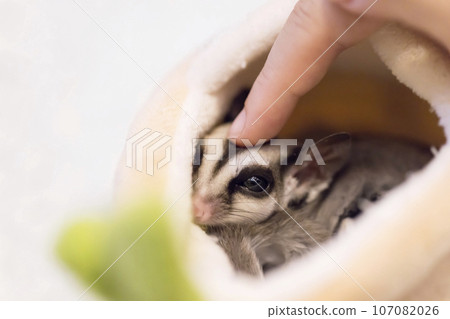 孩子的手用手指撫摸飛鼠 孩子的手用手指撫摸飛鼠 107082026
