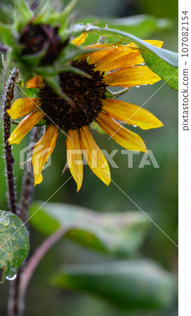 枯萎的向日葵感受到夏天的結束 枯萎的向日葵感受到夏天的結束 107082154