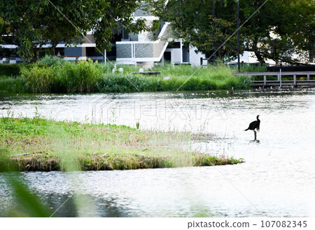 Wild bird at the waterside 107082345