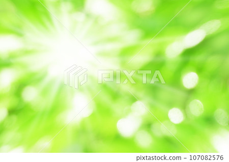 Fresh green sunbeams Fresh green sunbeams 107082576
