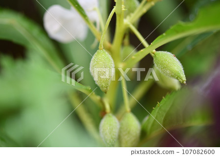 Fruit of balsam 107082600