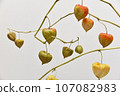 Physalis on a branch 107082983