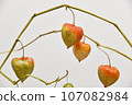 Physalis on a branch 107082984