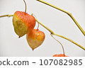 Physalis on a branch 107082985